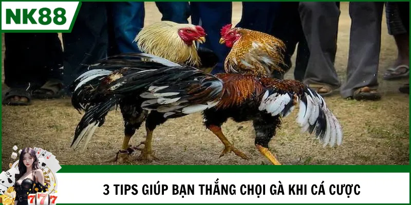 3 tips giúp bạn thắng chọi gà khi cá cược