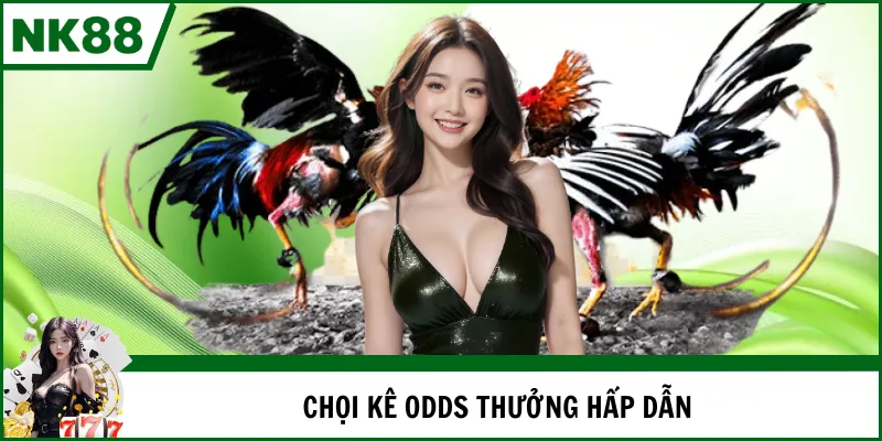 Chọi kê odds thưởng hấp dẫn