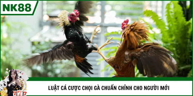 Luật cá cược chọi gà chuẩn chỉnh cho người mới