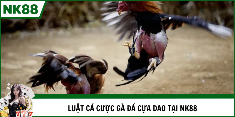 Luật cá cược gà đá cựa dao tại NK88