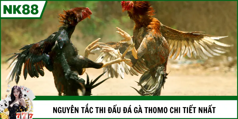 Nguyên tắc thi đấu đá gà Thomo chi tiết nhất
