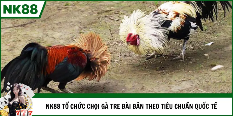 NK88 tổ chức chọi gà tre bài bản theo tiêu chuẩn quốc tế