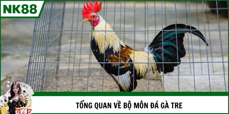 Tổng quan về bộ môn đá gà tre