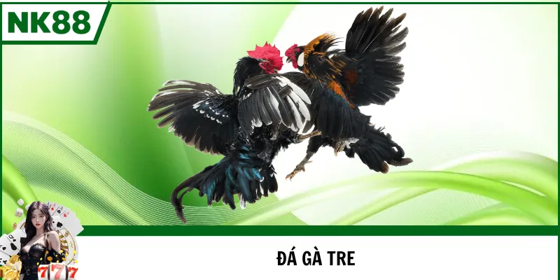 đá gà tre